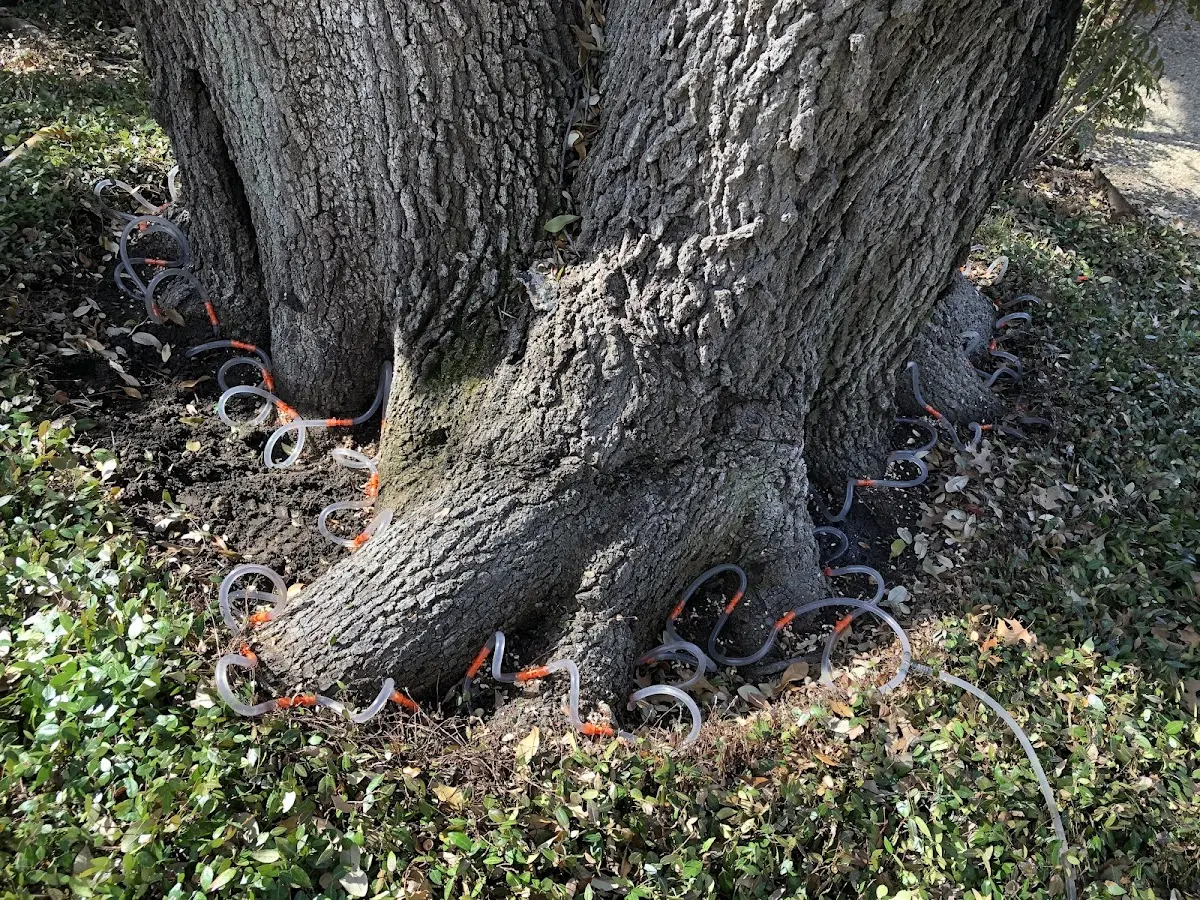 Detailed Tree Cabling and Bracing job site in Lynch