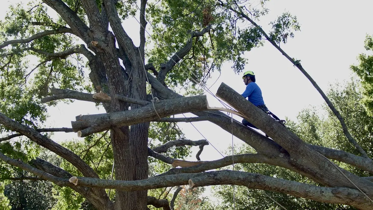 Professional Crown Thinning performed by certified arborists in Lynch